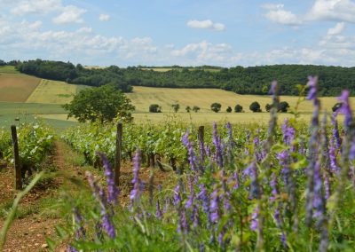 Domaine Serge Laloue
